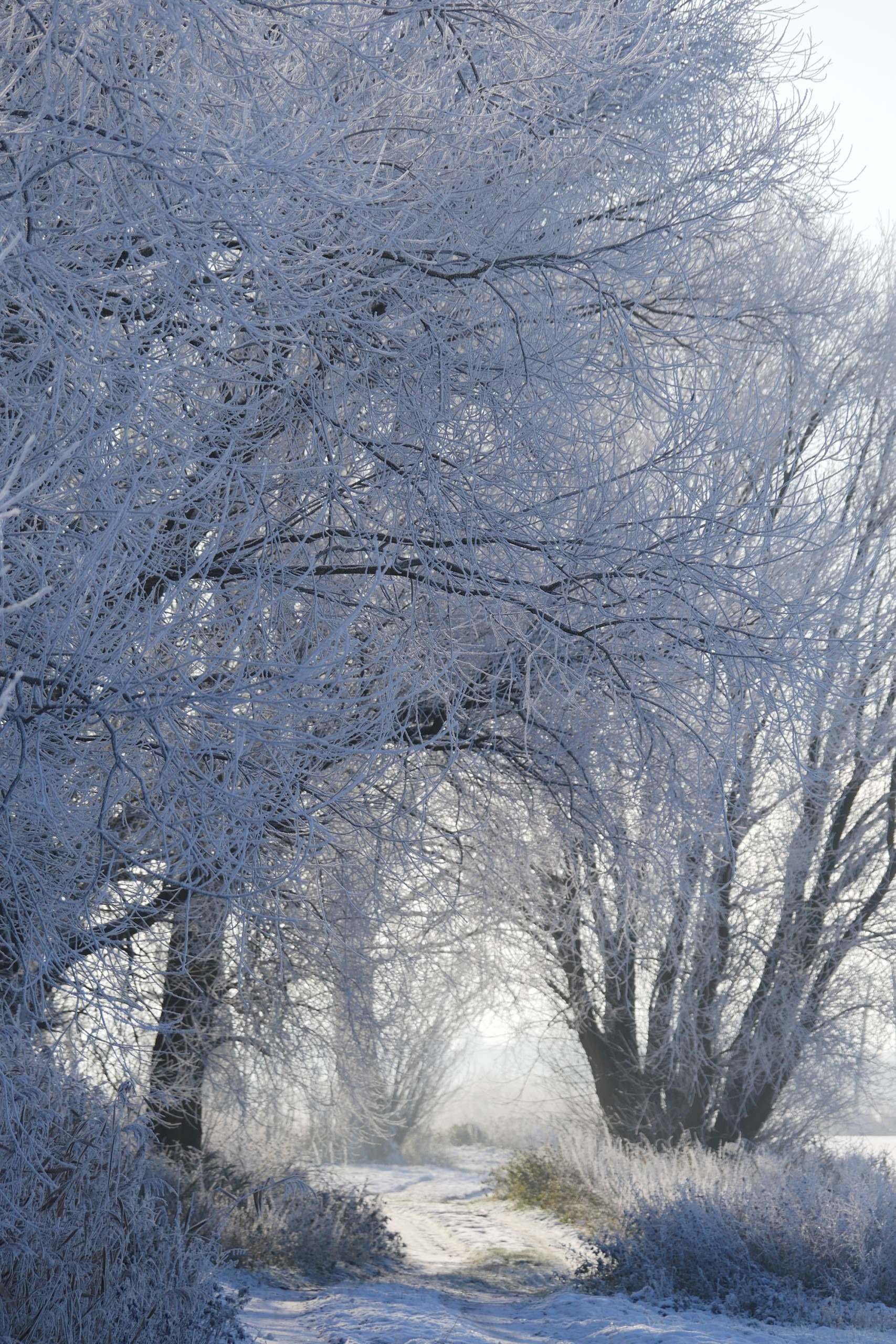 snow-covered trail and trees, Luci Westphal