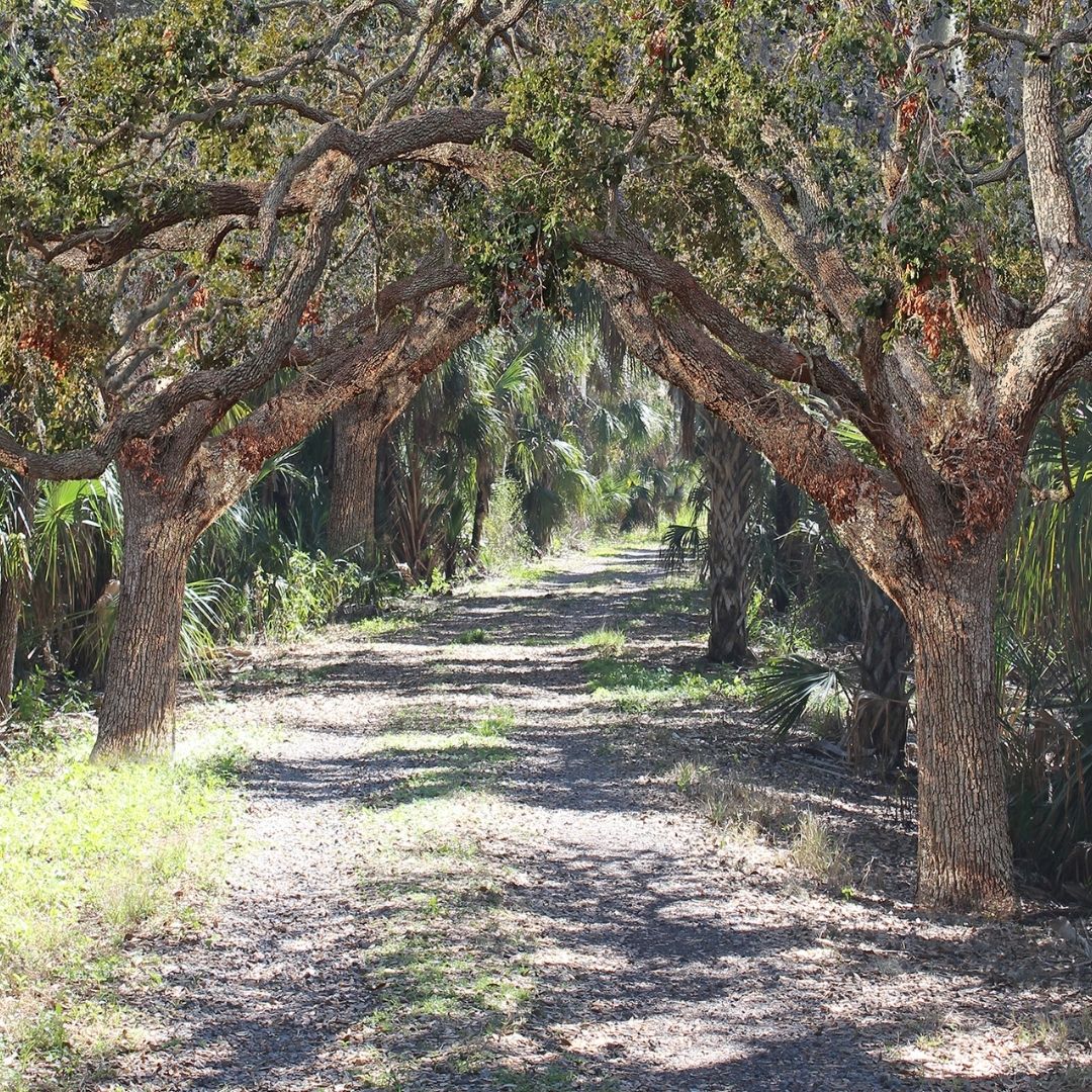 A mixed media artwork depicting a canopy of trees and a path. 